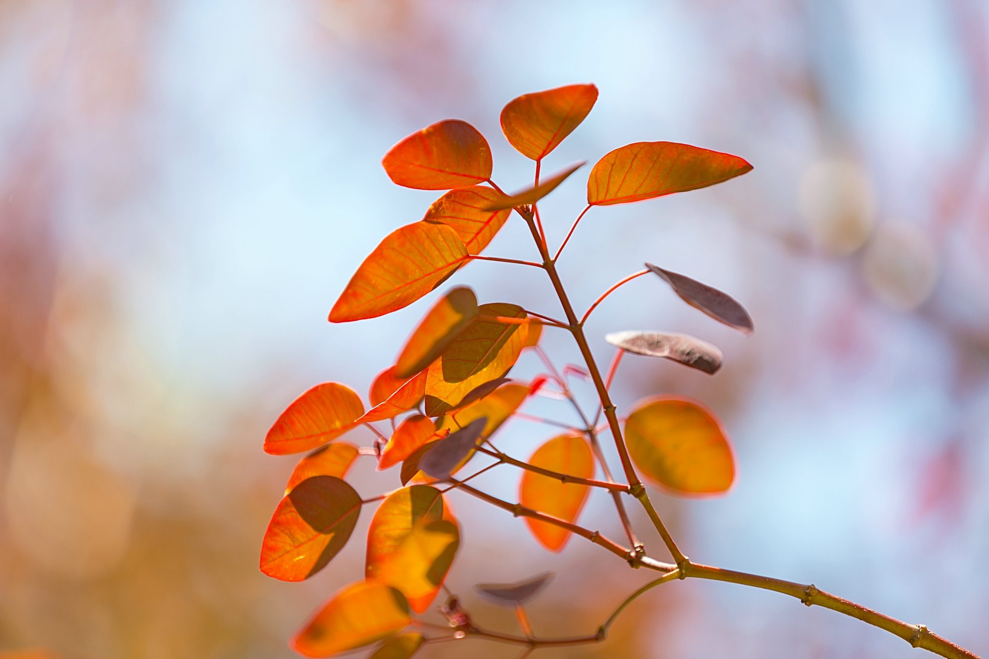 2026年QS亚洲大学排名,QS亚洲大学排名