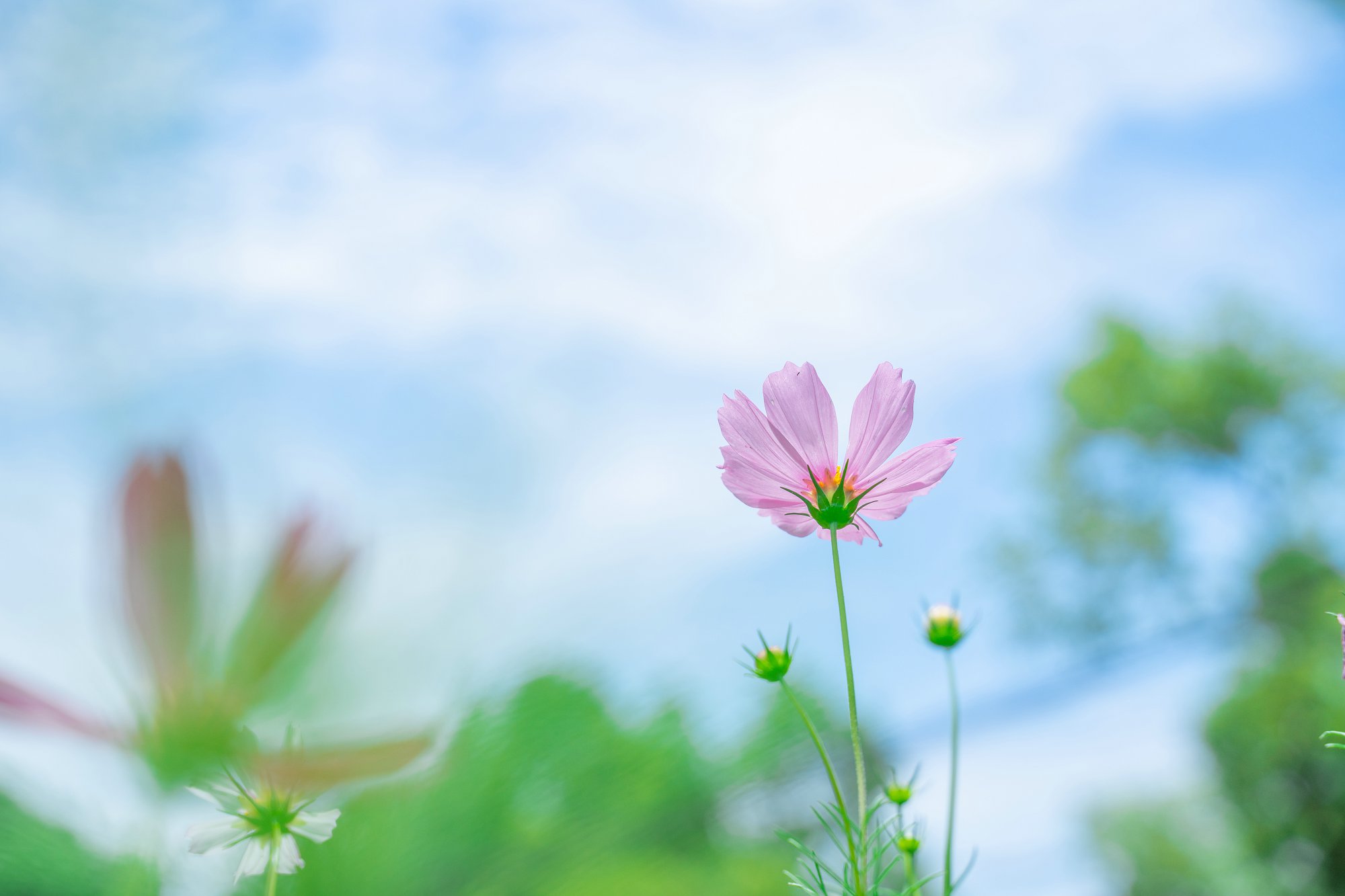 留学申请截止日期,留学申请冲刺