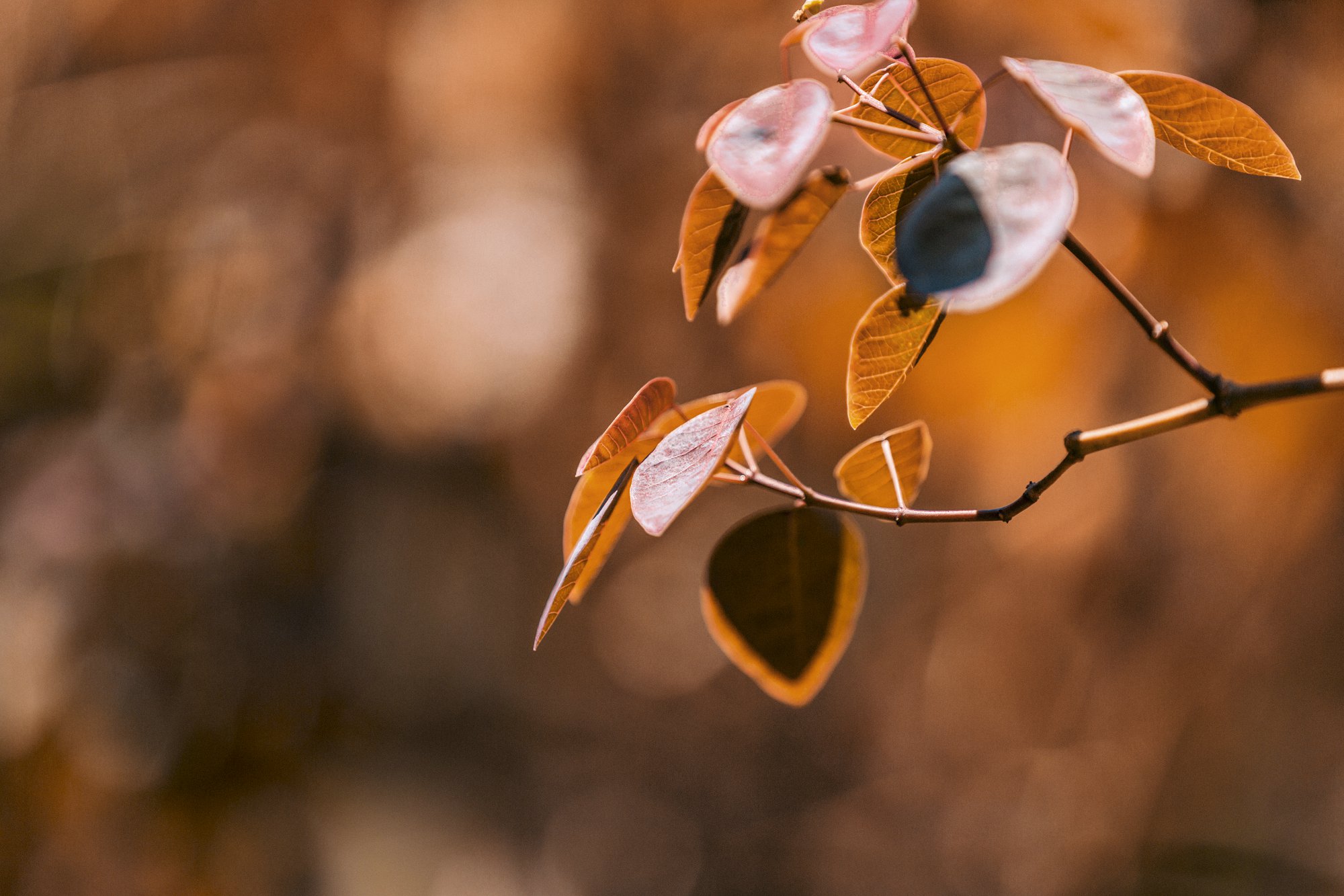 英国硕士,英国1年制硕士,考研留学