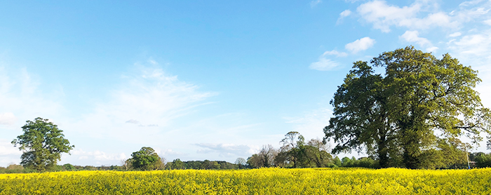 无需雅思即可入读的线上课程？来贝勒比斯！