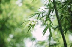 加拿大研究生申请面试通关秘籍：常见问题与妙答策略！