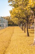 加拿大本科申请“早鸟”策略：雅思与文书准备时间规划
