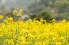 出国留学申请：DIY还是找中介？这篇帮你理清思路！?