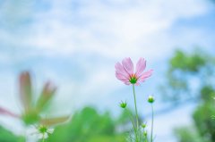 留学申请截止日期临近，如何高效冲刺最后阶段？